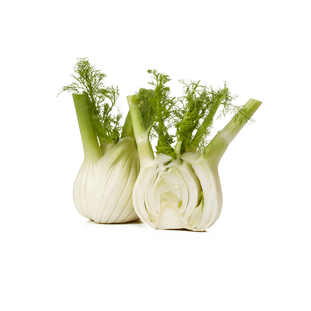 Fennel Bulb