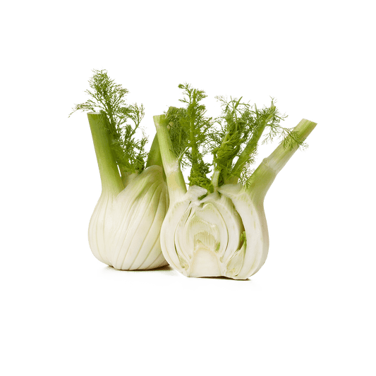 Fennel Bulb