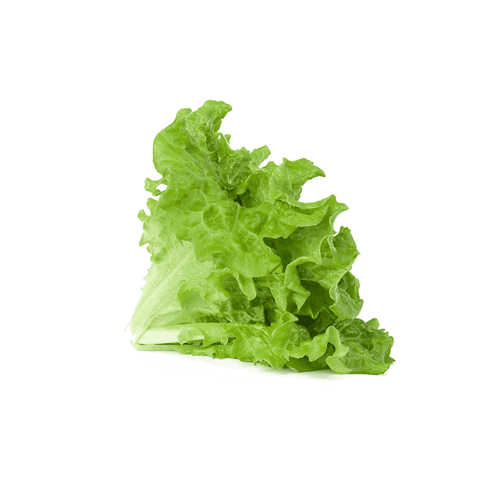 Green Lettuce