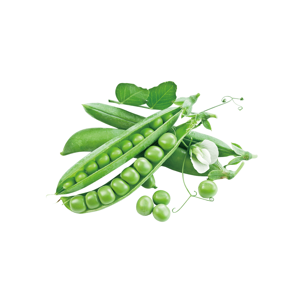 Pea